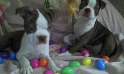 Boston terrier puppies for adoption, they are indoor raised, toilet trained, potty trained, crate trained and loves to be curdled and play with children and other home pets. They are currently 14 weeks old and are lovely babies.