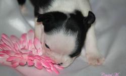 Boston Terrier puppies for sale $200. Both parents are AKC registered, if you want the puppy registered they will be $300. AKC is a pain in the neck anymore to register, but I will send papers in and do all there stuff, it will just cost $100 more. Both