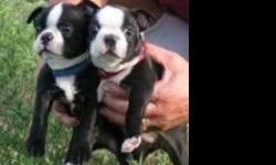 Boston terrier puppies for sale. We have a male and a female available.They are AKC registered, vet checked and very socialized with kids and other pets. contact us asap for more information and pictures of the puppies.