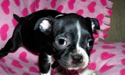 I have boston terrier puppies for sale, 2 males,2 females , they have their first shots and dewormed , come with aca papers , home raised and loved also paper trained , ready to go in another week and a half .