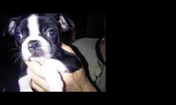 Boston Terrier Puppies For Sale
Westchester Puppies specializes in the sale of healthy puppies and kittens from certified breeders, with whom we have enjoyed long-standing relationships. Our puppies are home-raised and responsibly bred for temperament and