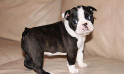 BEAUTIFUL BOSTON TERRIER FEMALE PUPPIES, ONLY TWO LEFT! PARENTS ARE DOUBLE REGISTERED! PUPPIES WILL COME WITH SHOTS BY A VET, WORMINGS, PAPERS, AND FOOD. EXCELLENT MARKINGS, VERY PLAYFUL, AND SPOILED ROTTEN BY MY 6YR OLD DAUGHTER...LOL
I AM ASKING 500.00