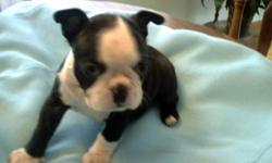 Beautiful blk/wht/ boston pup. Female CKC registered ready to go 1-23-2011 after vet check 1st shots and worming. Will mature to 14 lbs average nice inside pet for the family love kids. Will consider meeting part way if not to far. For hand delivery. Mom