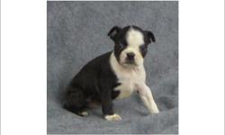 1 Female Boston Terrier born on 9-15-10. UTD on all shots and comes with a health warranty.
CHECKS AND CREDIT CARDS ACCEPTED!
For More Info
Call: 414-418-6073