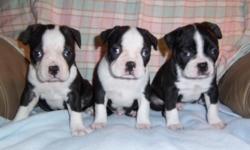 Boston terrier puppys ckc reg. 3 males 1 female have first shots and wormed. 8 weeks old .Very playfull. call 276-620-9177