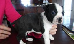 CKC REGISTERED
6 WKS (READY JAN 22)
1ST SHOTS, WORMED, VET CHECKED
HEALTH CERTIFICATE
4 FEMALES 4 MALES
BLK & WHITE
PUPPY PAD/PAPER TRAINED
HERE ARE A FEW PICTURES OF THE PUPS CAN
EMAIL MORE IF NEEDED
