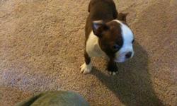 red&white real boston terrier aca,reg pedegree,nice marks 6 weeks old u can see parents nice marks if need more pics please contact to me thanks.