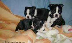 Boston Terrier puppies available Mid Feb. 2011
AKC Reg. Health checked and guaranteed healthy. Champion Bloodlines.
visit the web site by Google searchin' for Hillbilly Boston Terriers