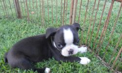 Black and white 2 Males. 8weeks old.. In Delano Ca. area. Please contact me for more info.@6617785467. Thank u... updated 7/6/11