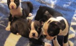 CKC Registered Boston Terrier Puppies. 8 weeks old, up to date on shots and worming. Both parents are on site. $300.00 cash only!!! I will not ship my puppies. For more information or pictures email Femail286@aol.com. Call (336)957-4739 or (336)984-0816.