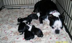 I HAVE 4 BOSTON TERRIOR PUPPIES THAT WERE BORN ON 6-21-2011, 3 FEMALES, 1 MALE! PARENTS ARE ON SIGHT AND BOTH PARENTS ARE AKC REGISTERED!