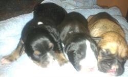 Three, all male puppies. Mother is pure Boxer, father is Labrador. They have had their tails docked, dewclawed and checked for worms by Vet. Deposit to hold puppy is 50 then 150 on day of pick up. Also able to schedule visits with your puppy to help bond