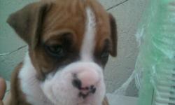 akc boxer puppy perfect white markings great pedegree show quality parents on site