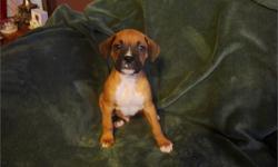 Nice Boxer;(10) Weeks Old;Pedigree -Papers;Florida Health Certificate;Up To Date Shots And Deworming; Males and Females;Must Very Pretty Pup's; Color (All White With Blue Eyes; Fawn With White And Black Mask); (1) Year Warrantee On Congenital Defects; (3)