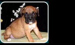 Pretty ***Boxers***; Up To Date Shots And Deworming; Pedigree Papers; Florida Health Certificate; Microchip With Pup's ID; Males and Females Available; (1) Year Warrantee On Congenital Defects; (3) Free Vet Visit; Free Grooming; Free Training Services;(1)