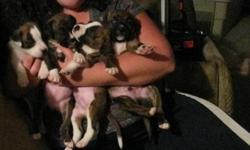 Boxer & Blueheeler puppies 7 weeks old for sale asking for $150 have there 1st Shots & dewormed Have 4 boys & 3 girls please call