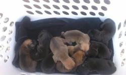 Had a leader of 10 puppies born on 8/11/11 and they will be ready on 9/29/11. There tails was clipped on 8/16/11 and I will give them there first shots when they are 6 weeks old. 5 tan and 5 black. The Mother is a boxer lab mix and the father is a full