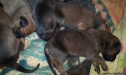 Boxer mix puppies ready on december 31st 8 pups all together 3 males 5 females colors are fawn n brindle they come with first shot n wormed