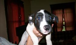 black brendle and white boxer pit puppy 12wks old great with kids friendly needs a great home