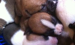 Boxer Puppies Price 100 00 For Sale In Hannibal Missouri Best Pets Online