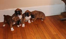 Beautiful Double Registered Boxers.. Two males and Two Females Available..these puppies are almost 5 weeks old..Please call for more Information