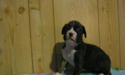 1 CKC Brindle & White female 13 weeks old ready for her new home