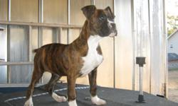 1 CKC Brindle & White female 20 weeks old ready for her new home
