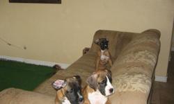 Adorable Pure Bred Boxer Puppies 9 weeks old 1 female 2 males, had first shots, tails and dews done. Call or text 623-879-2235