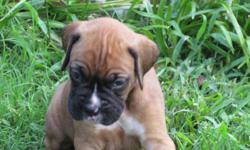 We have 6 week old Boxer puppies 3 males $300each and 4 females $250each.Have been wormed and first set of shots.Both parents on site. No papers.