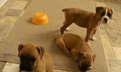 AKC reg boxer puppies 2 males very playful. Have had 2nd set of puppy shots. 10 weeks old