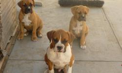 Adorable pure breed boxer puppies.
2 males / 1 female 9 weeks old. 1ST SHOTS BEEN DE-WORMED AND
DOCKED TAIL. IF HAVE ANY QUESTIONS CALL 702 341 4180. I AM IN SAN DIEGO COUNTY
affordable price because moving out to an apartment!!!!!!