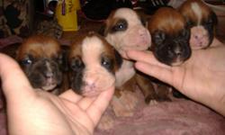 I have 5 beautiful boxer babies! They will be ready to go to their forever homes on October 4. I have 3 girls and 2 boys and they are all flashy fawn with white markings. They have had their tails docked and will recieve their first set of shots at 6
