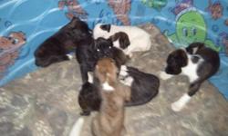 Boxers puppies just in time for Christmas!! Will be 7 weeks old on 12/23 Christmas pick-up available with advance deposit.
Registered 2 females 3 males still available. Most dark&nbsp;brindle 1 white female.