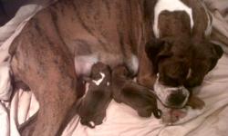 BOXER PUPPIES!! We have 2 day old boxer puppies. They are AKC registered and pure bred. They will be ready to go Oct 13, 2012. There are 4 females and 2 males. Females are $450 and Males are $400. Parents are on sight. We are willing to deliver to