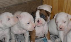 Beautiful Boxer puppies just in time for Christmas! 5 white and one flashy fawn, one boy and six girls. Tails docked, dewclawed, and will have first shots. Adorable and loving. Make excellent family companions, and great guard dogs.Asking a re- homing fee