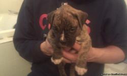 aca registered boxer puppies ready to go jan.10 all brindle email at amckeag85@yahoo.com or cal 214-220-2000