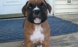 ****&nbsp; ALL SOLD next litter in August&nbsp; ***&nbsp; AKC Boxer puppies (2) male fawns 6 weeks old. Home-raised among kids & dogs. Well socialized for excellent temperament. Our sire has his DNA stored at AKC headquarters. Price: $475. Tails, dew