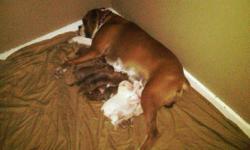 Our boxer puppies where born October 28, 2010.We are looking for a good home for our boxers puppies, we have 7 males, 1 female, dew claw, tails done, purebred.Fawn (Tan) colored boxer puppies. We have both the mother and father which are fawn and very