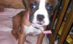 pure blood boxer puppies, no papers.&nbsp; own mother and father.&nbsp; tails have been cropped.&nbsp; ready for a new home.