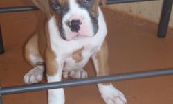I HAVE (2) BOXER PUPPIES LEFT
I HAVE A BLACK MASK (CLASSIC FAWN) AND
I HAVE THE PICK OF THE LITTER A (FLASHY FAWN)
AKC BOXER PUPPIES WITH PAPERS (PURE BREED) DEW CLAW REMOVED,
TAIL DOCKED, DEWORMED AND UP TO DATE ON SHOTS.
DAM 60 POUNDS, SIRE 75-80