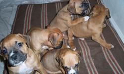 Fawn Boxer puppies 11 weeks old and are ready to go. Tails docked, declawed, dewormed and first set of shots done. 1 female and 1 male left.