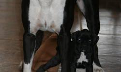 Available 2 male boxer puppies. Sealed reverse brindles (black and white). Both parents on site. AKC Full registration. Tails docked, dew claws, utd shots, and worming.