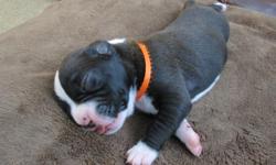 AKC Boxer Puppies, Born August 28th, Order Now! Pickup After October 24th. Brindle and Reverse Brindle, 4 Males and 5 Females Available,
$800 adoption fee, includes cutting of tail and removing front and rear dew claws, Florida Certificate of Health at