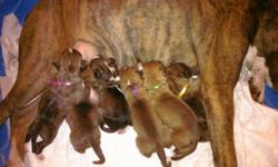 Our beautiful AKC brindle boxer just gave birth to 8 healthy, adorable puppies!!! Each pup will go to their new home with full AKC registration, vet checked, age appropriate shots/deworming, tail docked, dew claws removed, children and animal socialized,