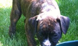 SOLD!
Boxer puppy - brindle - female. One of the "twins" (there are two brindle pups that look alike - 1 male/1 female). This is a great dog! Ready in 2 weeks - reserve today!
Dew claws, shots and parents on site!