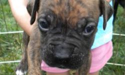 Posting ad for family member. Boxer puppies avaiable for information call her at (561) 688-4087