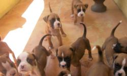 Full Breed Boxer Puppies were born on July 19th. Puppies are now on puppy food and feed three times daily and able to go to their new homes.
They love kids. They love their people and are very smart.
San Bernardino, CA
Call for more info..