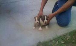 BEAUTIFUL PURE BREED BOXER PUPPIES FOR SALE!!!!!!!!!!!