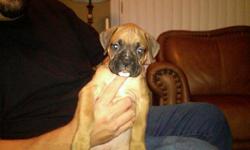 We are looking for a home for our two boxer male puppies, dew claw, tails done, first set of shots, parents of premises, ready for christmas :)