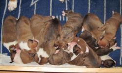 REGISTERED BOXER PUPPIES FOR SALE, 12 PUPS TOTAL! 9 BOYS AND 3 GIRLS. 7 FAWN, 5 BRINDLE. ALL ARE FLASHY AND SOME ARE SUPER FLASHY WITH ALOT OF WHITE IN THE FACE. A COUPLE REVERSE BRINDLE. PUPS WERE BORN ON FEB 21ST, PRESIDENTS DAY. PUPS WILL BE READY TO